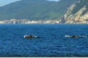 국제적 보호종 흑범고래, 다도해해상 거문도에서 최초 포착
